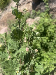 Hermannia floribunda