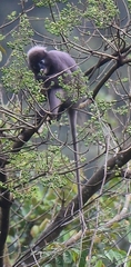 Trachypithecus obscurus