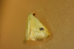 Rivula sericealis