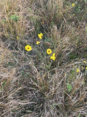 Coreopsis leavenworthii