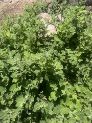 Hermannia floribunda