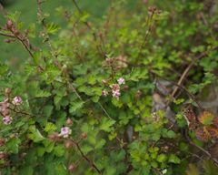 Rubus parvifolius