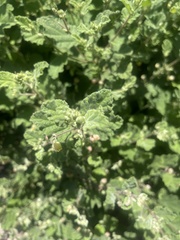 Hermannia floribunda