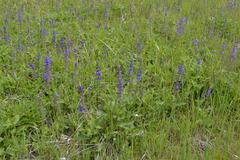 Salvia dumetorum