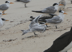 Thalasseus bengalensis