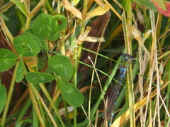 Austrolestes cingulatus