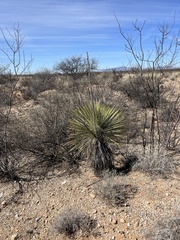 Yucca elata