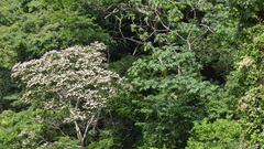Cordia alliodora