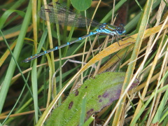 Austrolestes cingulatus