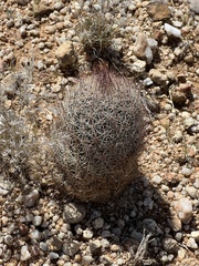 Echinomastus erectocentrus erectocentrus