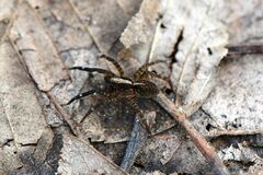 Araneae