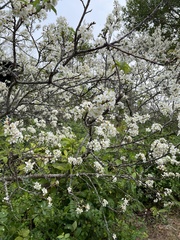 Prunus salicina