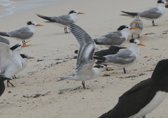 Thalasseus bengalensis