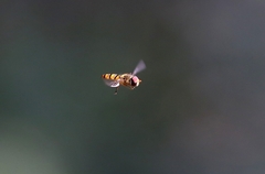 Episyrphus balteatus