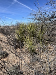 Yucca baccata