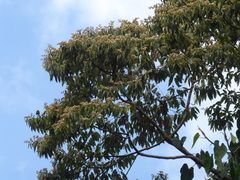 Cordia alliodora