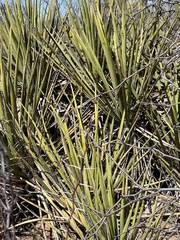 Yucca baccata