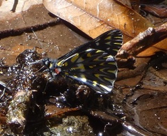 Catasticta teutila