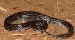 Lycophidion capense capense