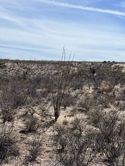 Fouquieria splendens