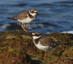 Charadrius hiaticula