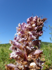 Orobanche crenata