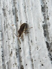 Hypselonotini