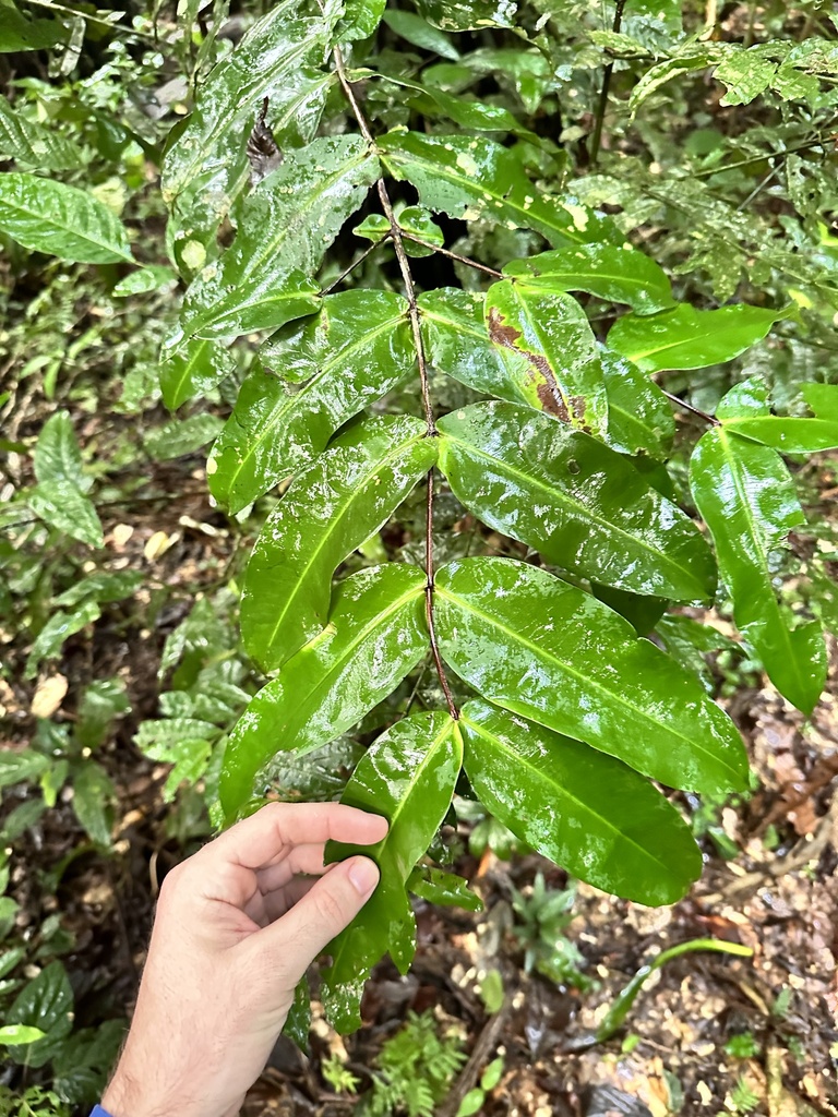 Mouriri nervosa