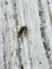 Hypselonotini