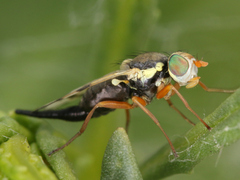Urophora