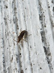 Hypselonotini
