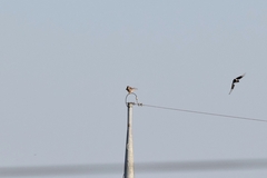 Falco tinnunculus