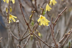 Forsythia suspensa