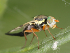 Urophora