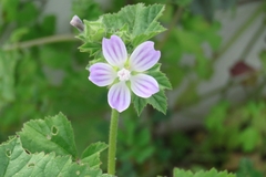 Malva nicaeensis