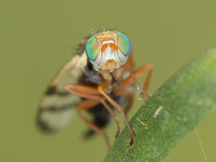 Urophora