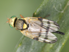 Urophora
