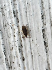 Hypselonotini