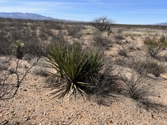 Yucca baccata