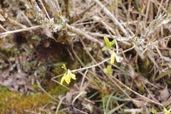 Forsythia suspensa