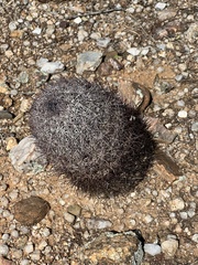 Echinomastus erectocentrus erectocentrus