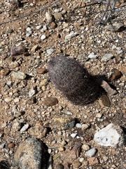 Echinomastus erectocentrus erectocentrus