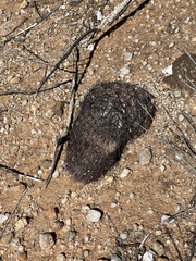 Echinomastus erectocentrus erectocentrus