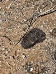Echinomastus erectocentrus erectocentrus