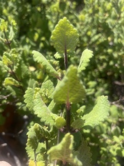 Tetradenia brevispicata