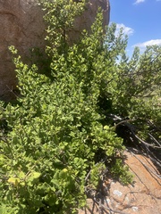 Tetradenia brevispicata