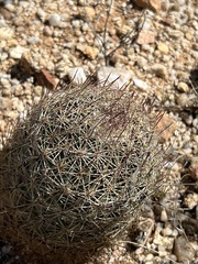 Echinomastus erectocentrus erectocentrus