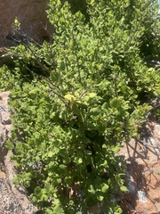 Tetradenia brevispicata