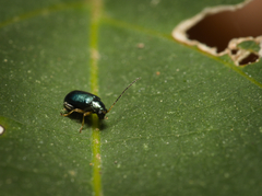 Aphthona strigosa
