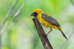 Ploceus hypoxanthus chryseus